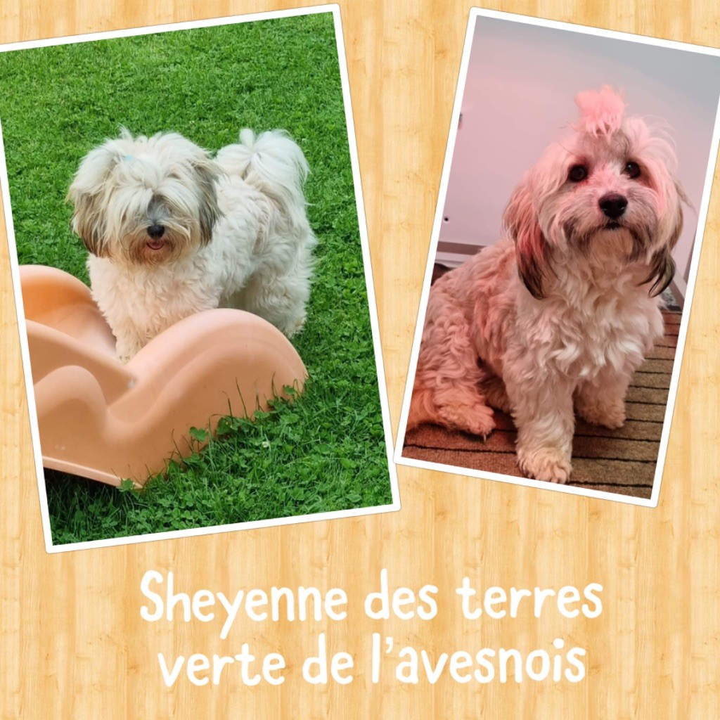 Sheyenne Des Terres De L'Avesnois