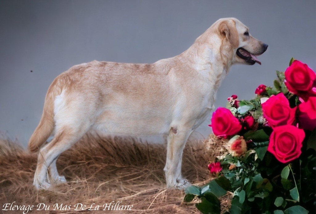 Les Labrador Retriever de l'affixe Des Terres De L'Avesnois