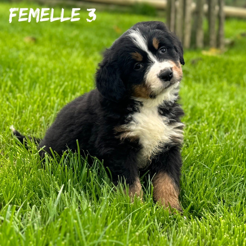 Des Terres De L'Avesnois - Chiot disponible  - Bouvier Bernois