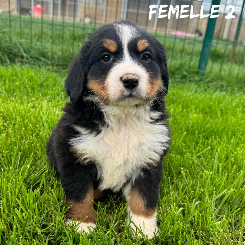 Des Terres De L'Avesnois - Chiot disponible  - Bouvier Bernois