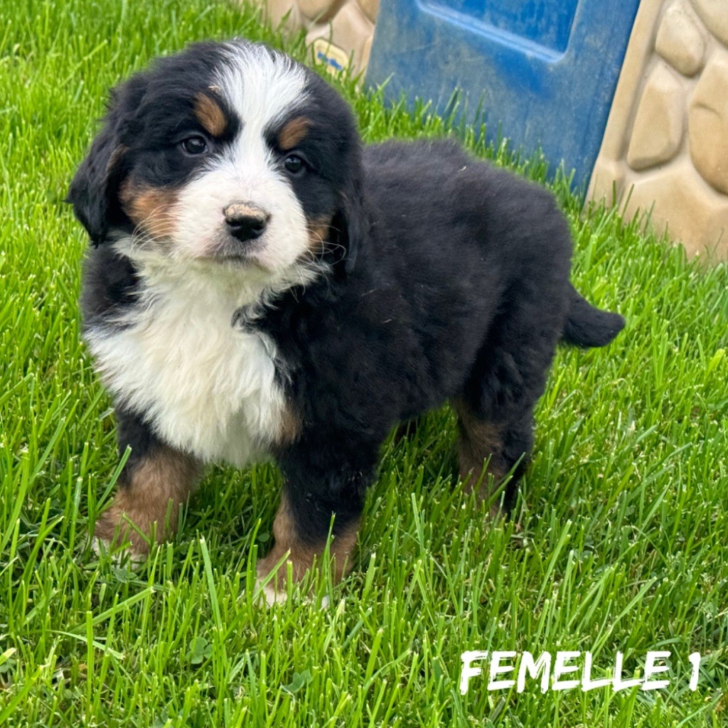 Des Terres De L'Avesnois - Chiot disponible  - Bouvier Bernois