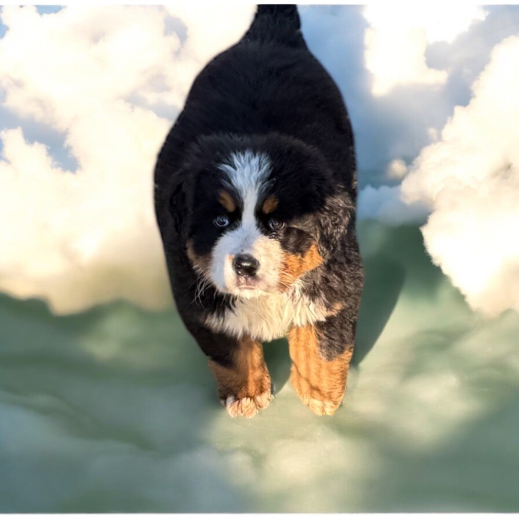 Des Terres De L'Avesnois - Chiot disponible  - Bouvier Bernois