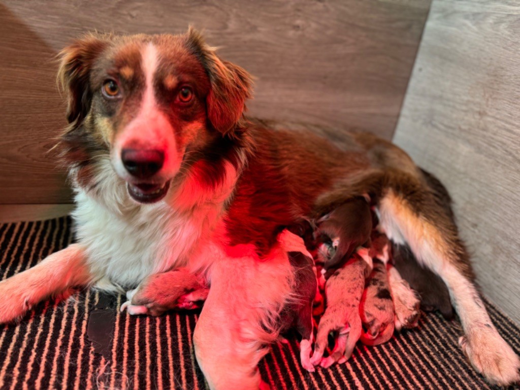 chiot Berger Américain Miniature  Des Terres De L'Avesnois