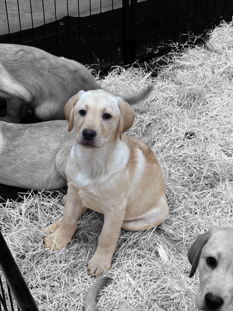 Des Terres De L'Avesnois - Chiot disponible  - Labrador Retriever