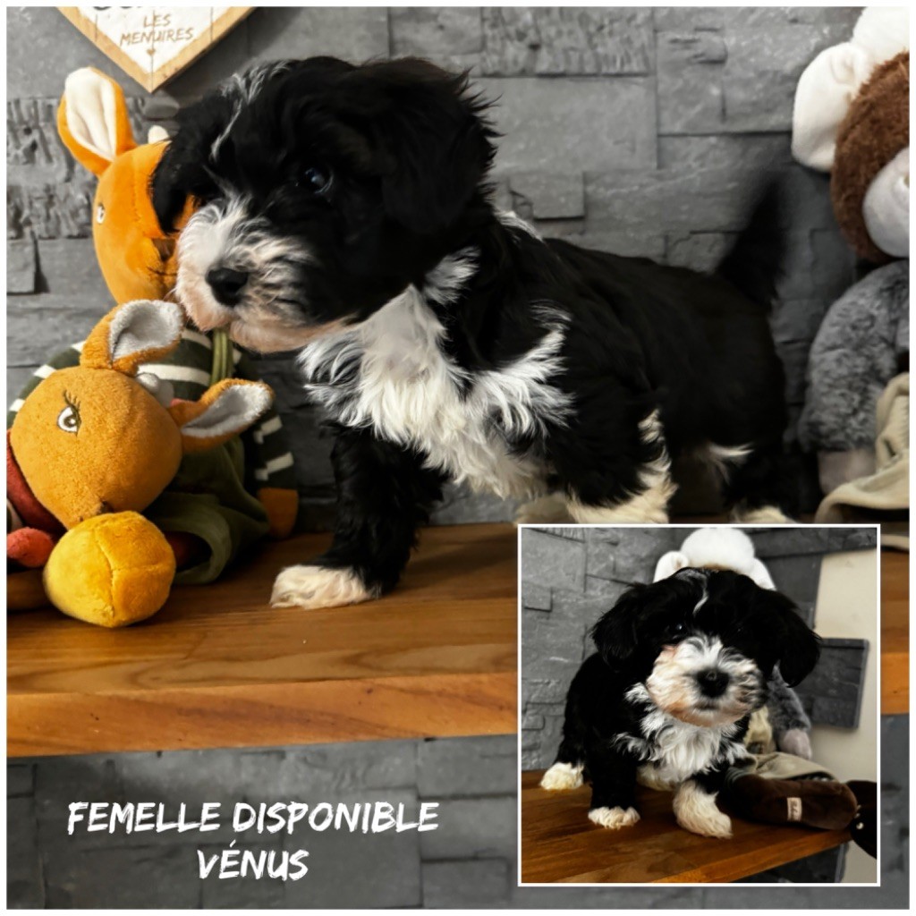 Des Terres De L'Avesnois - Chiot disponible  - Bichon Havanais