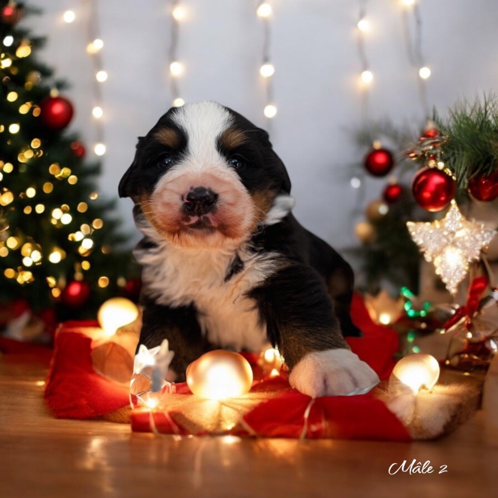 Des Terres De L'Avesnois - Chiot disponible  - Bouvier Bernois