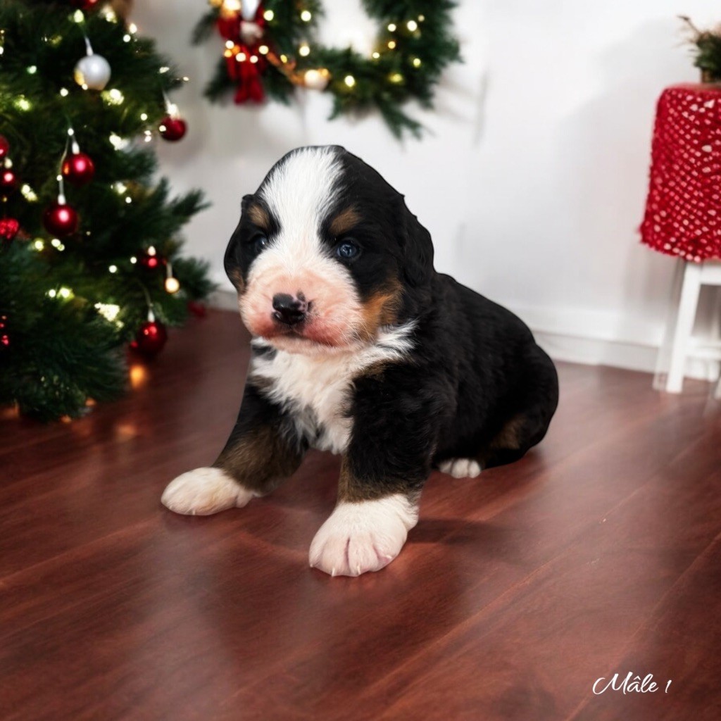 Des Terres De L'Avesnois - Chiot disponible  - Bouvier Bernois