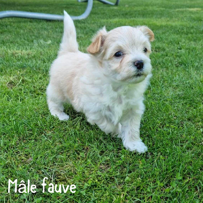 Mâle fauve 