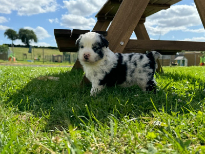 Mâle bleu merle 