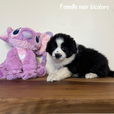 Femelle noir bicolore 