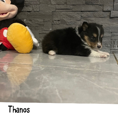 Thanos 