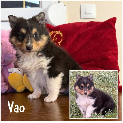 Vao 