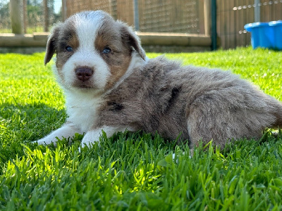 Mâle rouge merle 1 