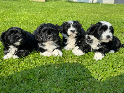 Des Terres De L'Avesnois - Bichon Havanais - Portée née le 28/03/2024