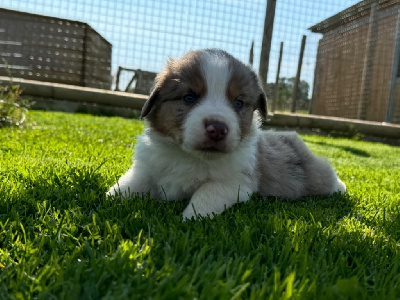 Mâle rouge merle 2 