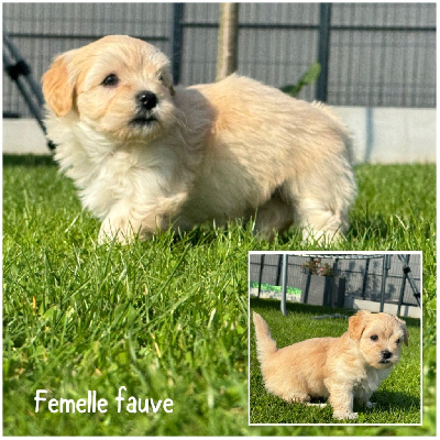 Femelle fauve 