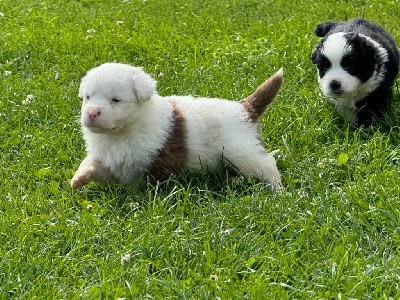 Mâle blanc et rouge 