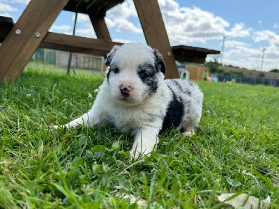 Mâle bleu merle 