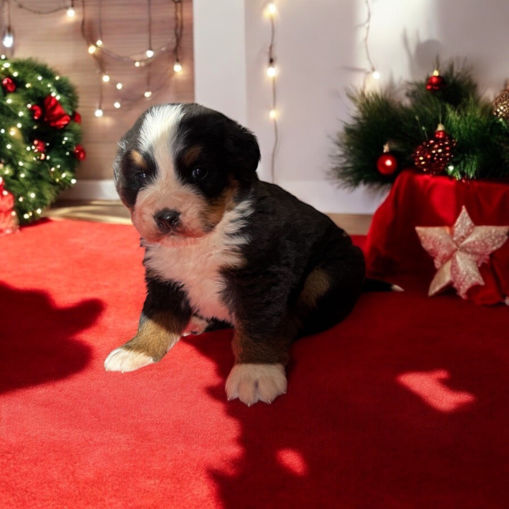 Des Terres De L'Avesnois - Chiot disponible  - Bouvier Bernois