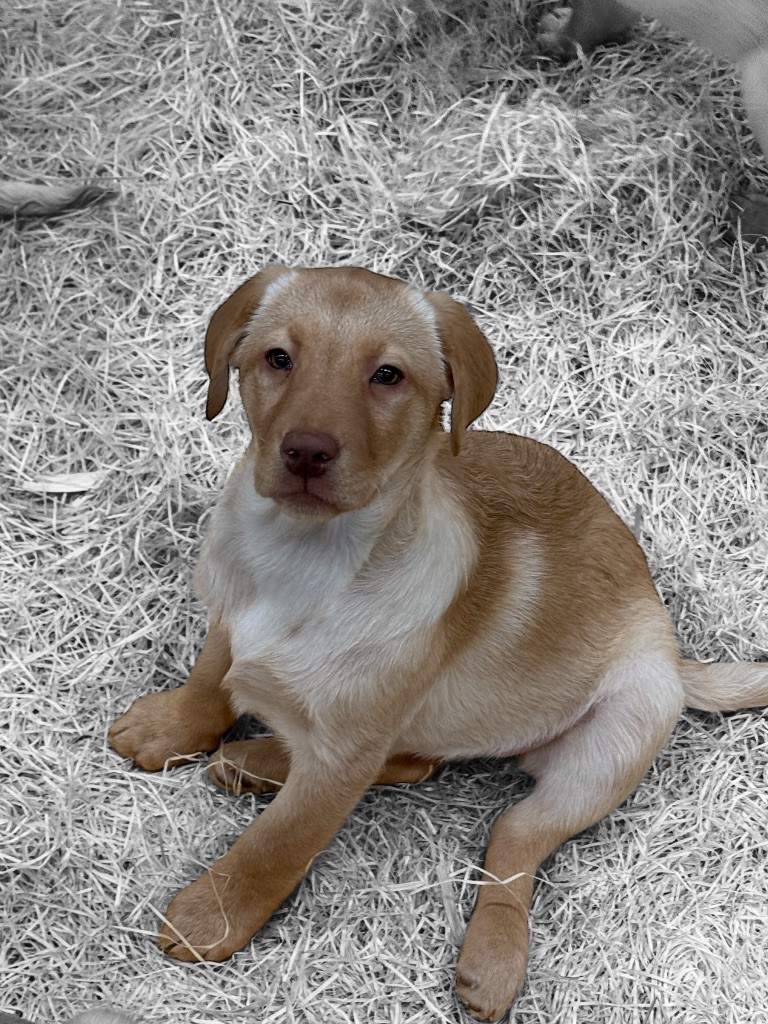 Des Terres De L'Avesnois - Chiot disponible  - Labrador Retriever