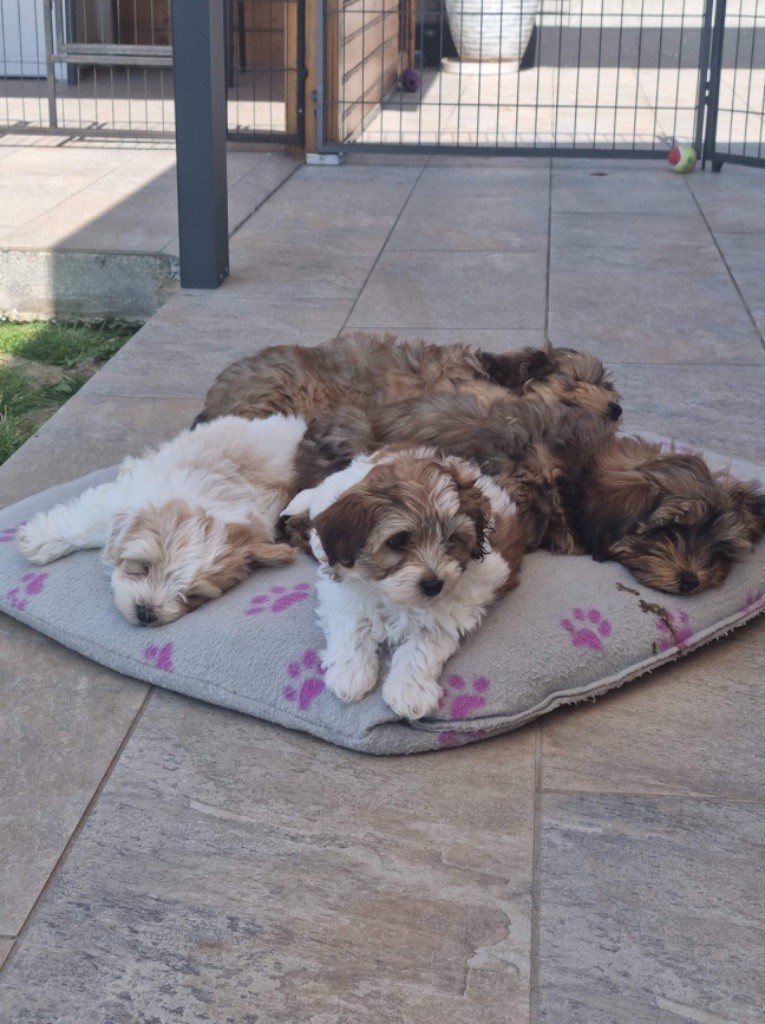 chiot Bichon Havanais Des Terres De L'Avesnois