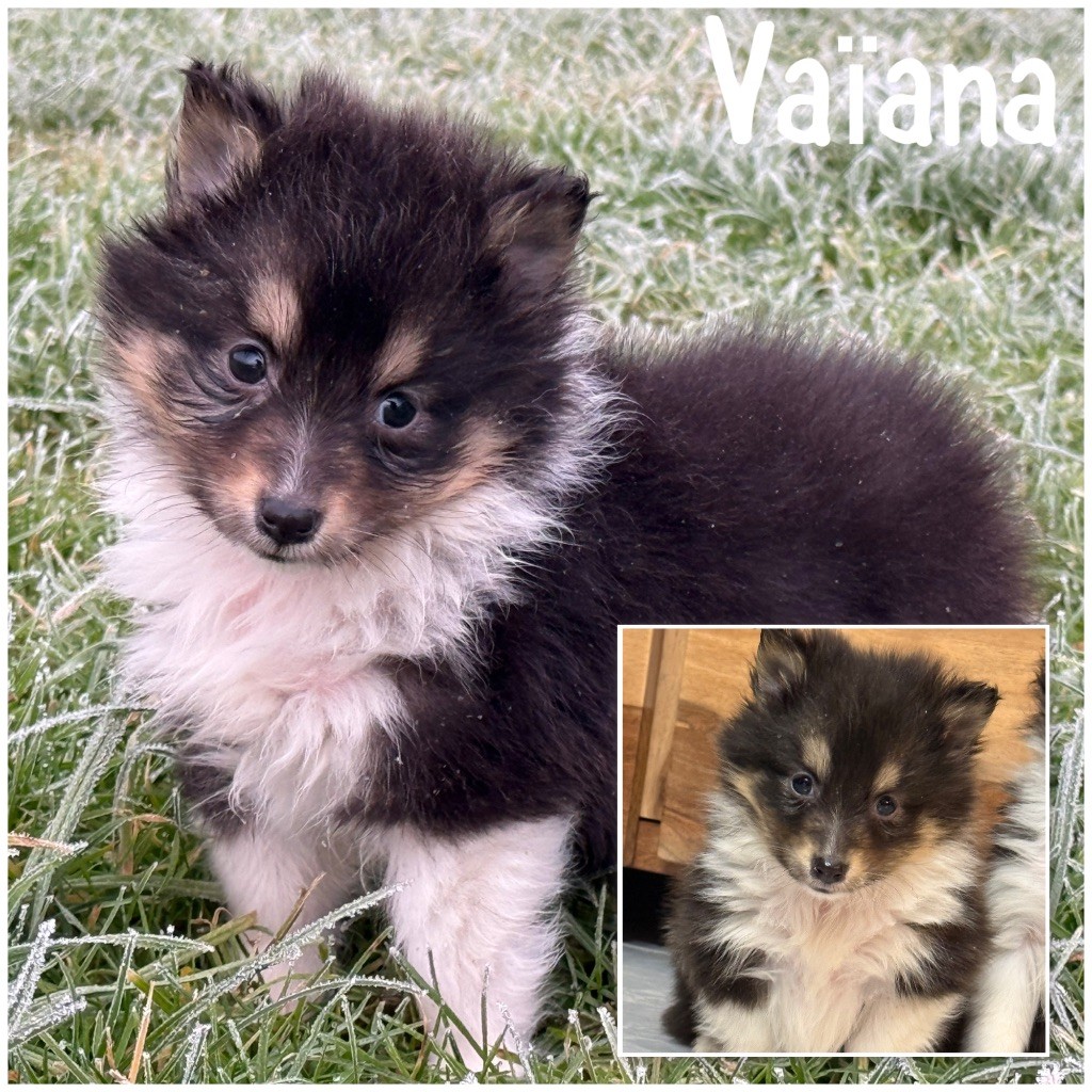 Des Terres De L'Avesnois - Chiot disponible  - Shetland Sheepdog