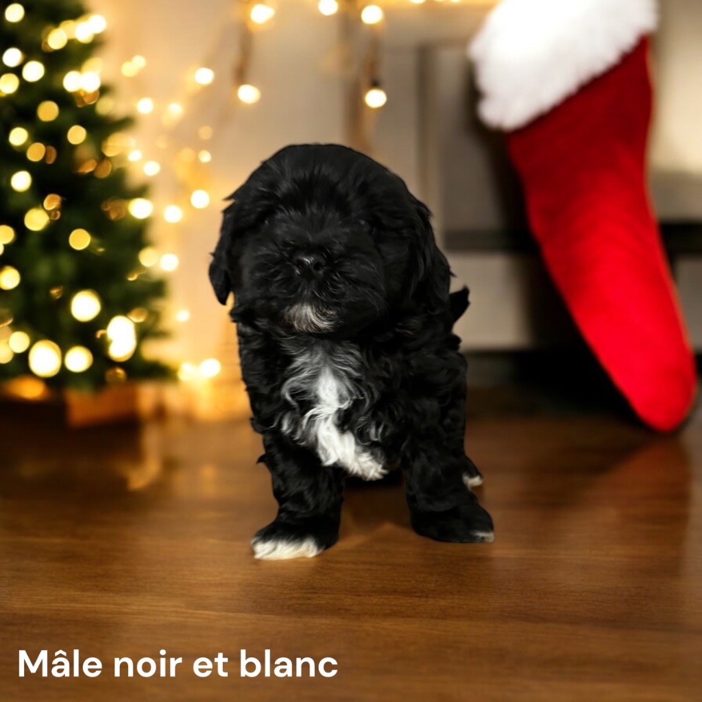 Des Terres De L'Avesnois - Chiot disponible  - Bichon Havanais