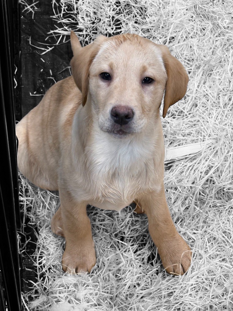 Des Terres De L'Avesnois - Chiot disponible  - Labrador Retriever