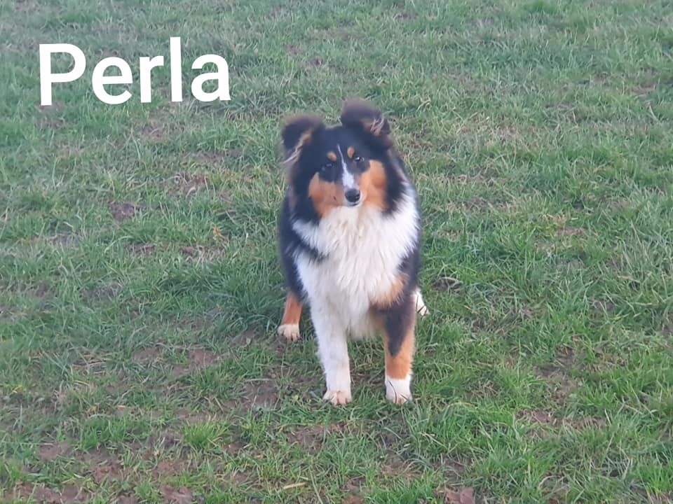 Perla Des Terres De L'Avesnois