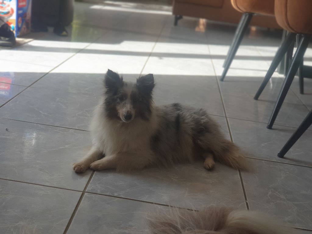 Pookie Des Terres De L'Avesnois