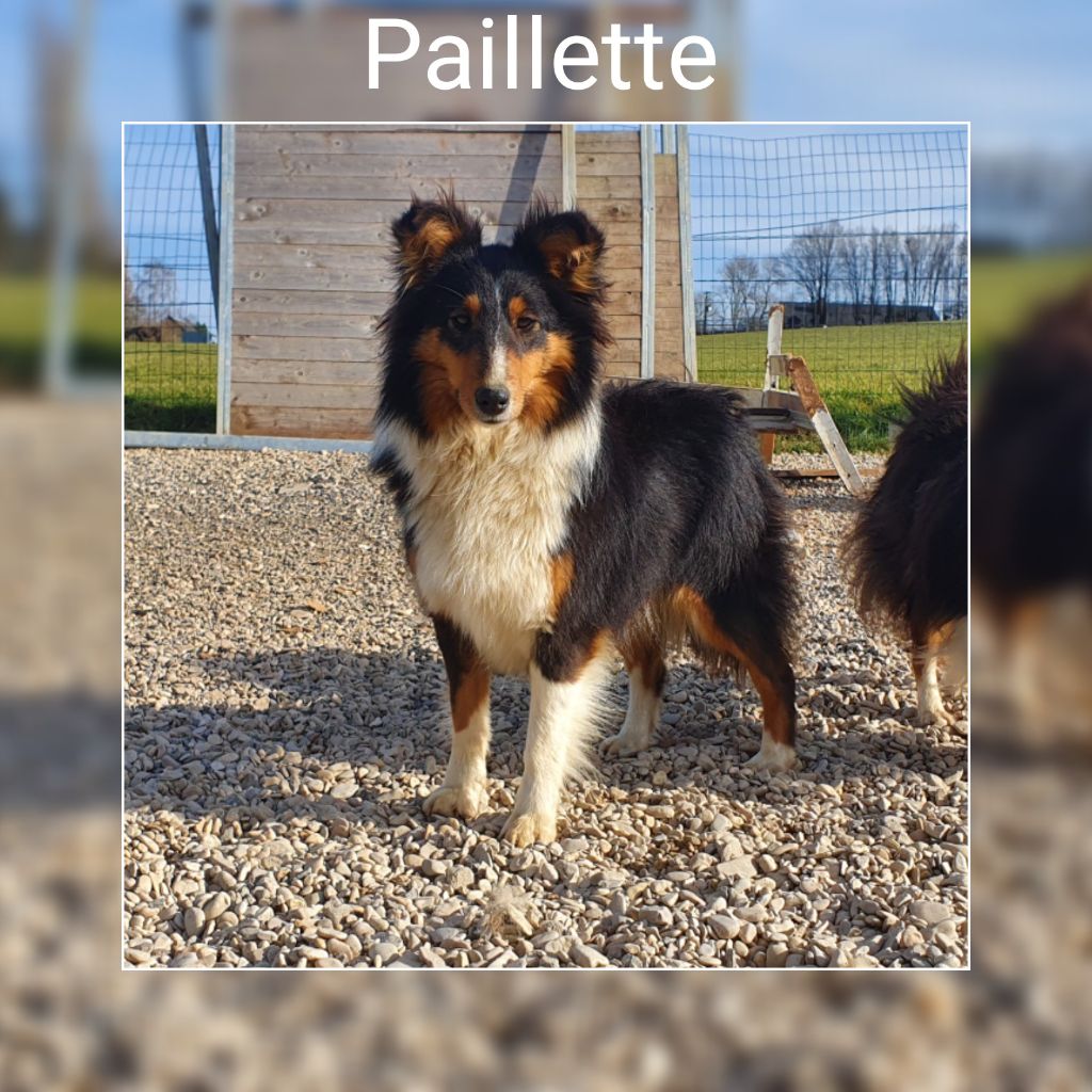 Paillette Des Terres De L'Avesnois