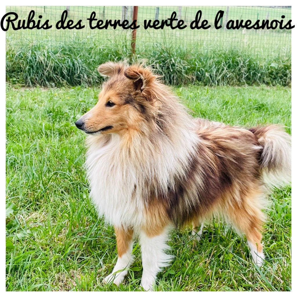 Rubis Des Terres De L'Avesnois