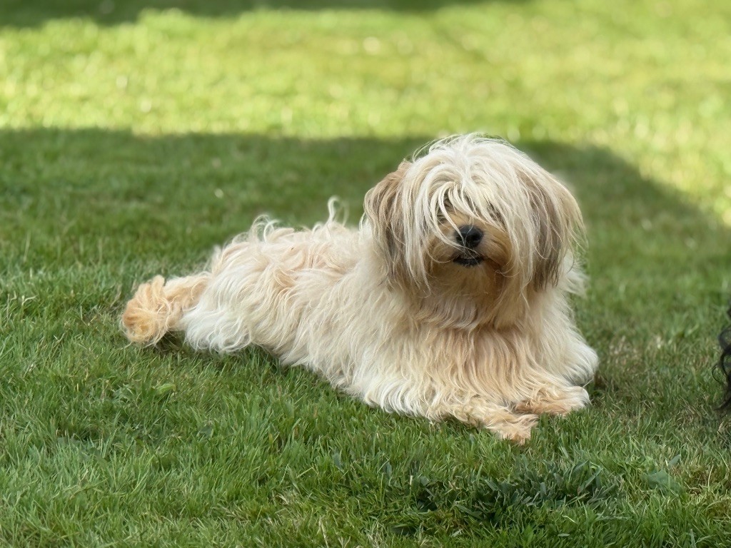 Tess Des Terres De L'Avesnois