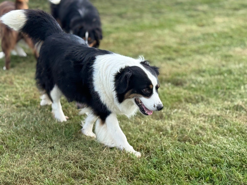 Siarra Des Terres De L'Avesnois