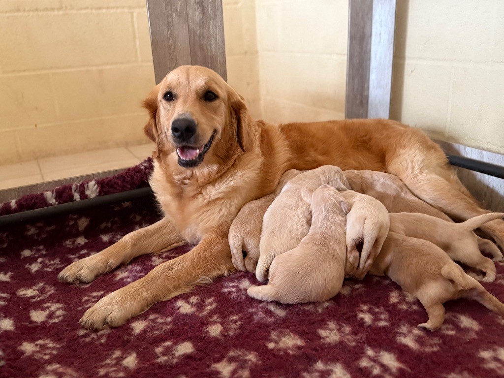 Uxy Des Terres De L'Avesnois