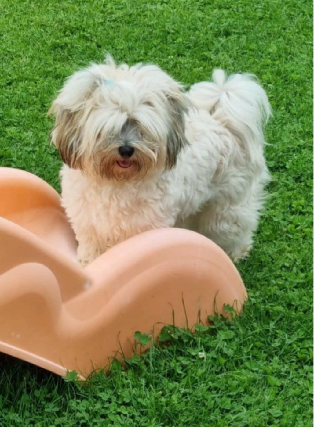 Sheyenne Des Terres De L'Avesnois