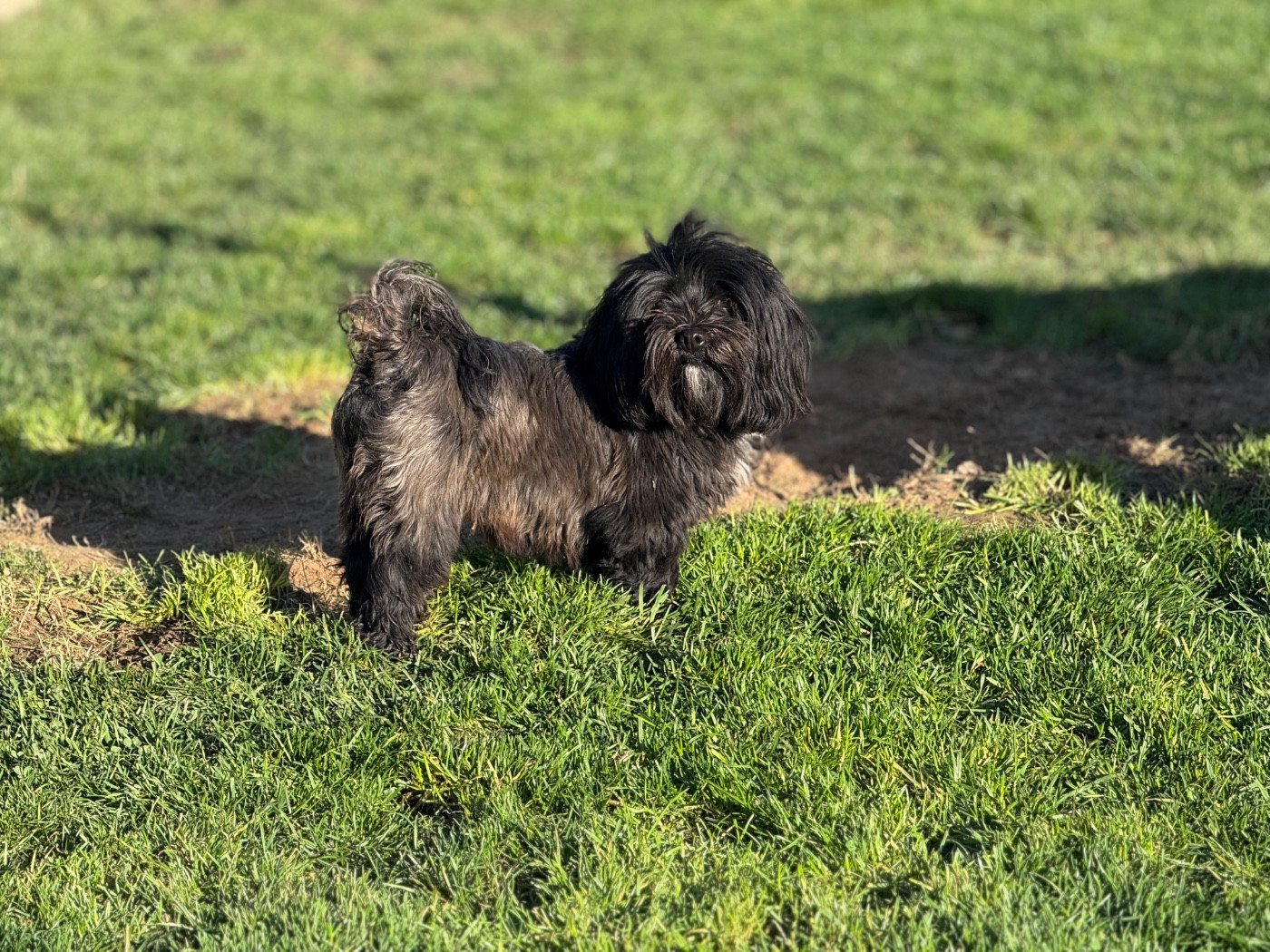 Starlette des terres de l avesnois Des Terres De L'Avesnois