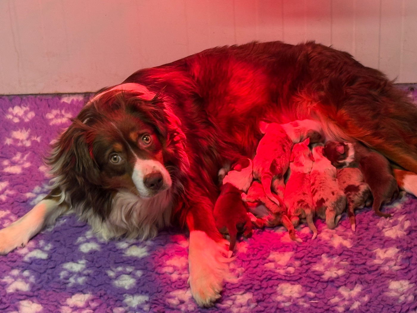 Viny Des Terres De L'Avesnois