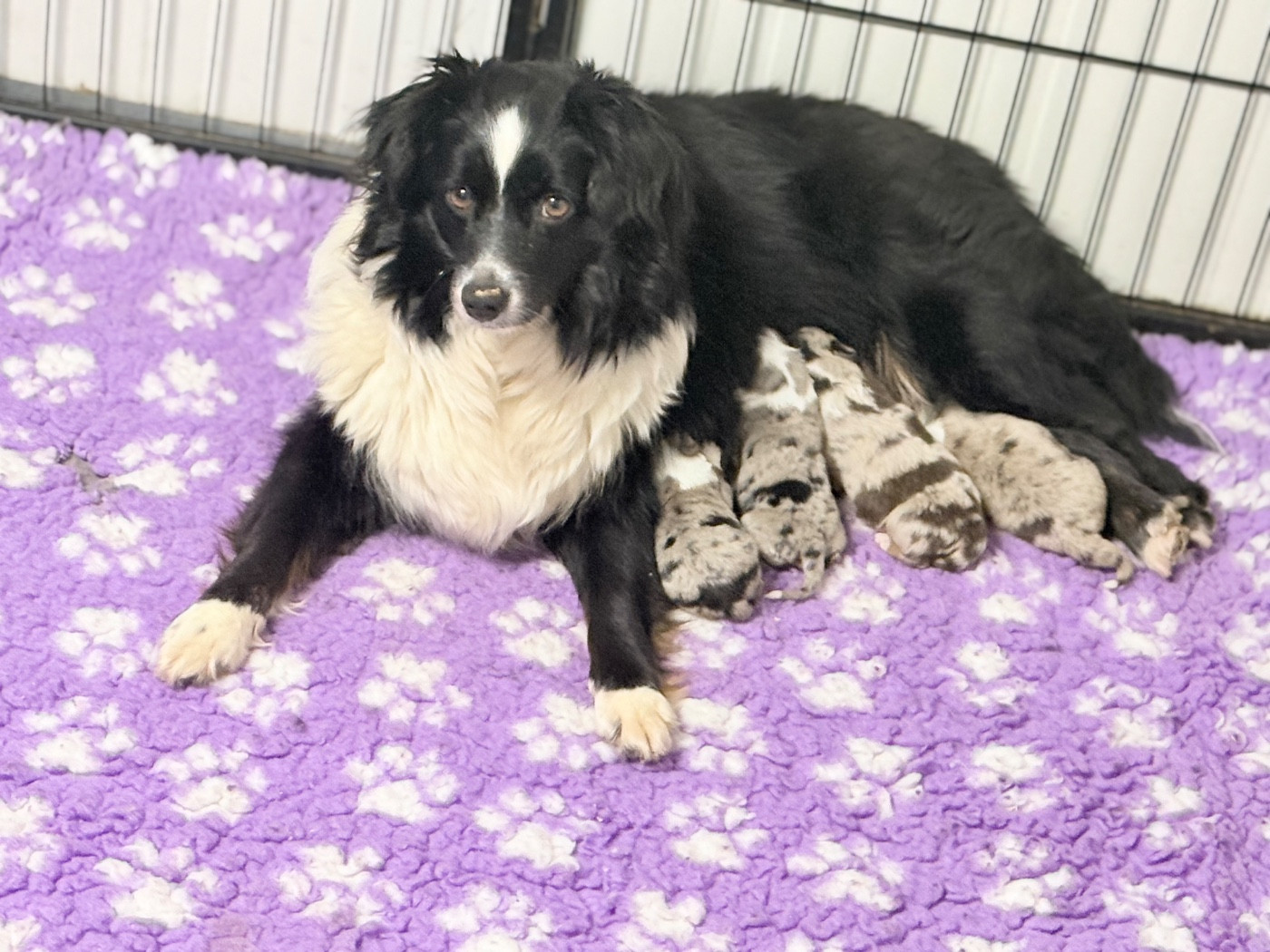 Upa Des Terres De L'Avesnois