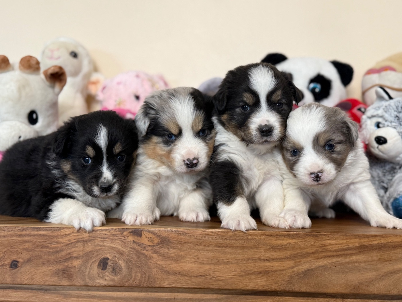 Bébés disponible pour le 19 décembre 2025