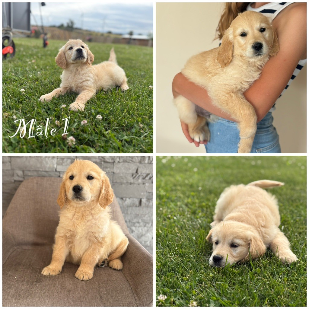 Des Terres De L'Avesnois - Chiots disponibles - Golden Retriever