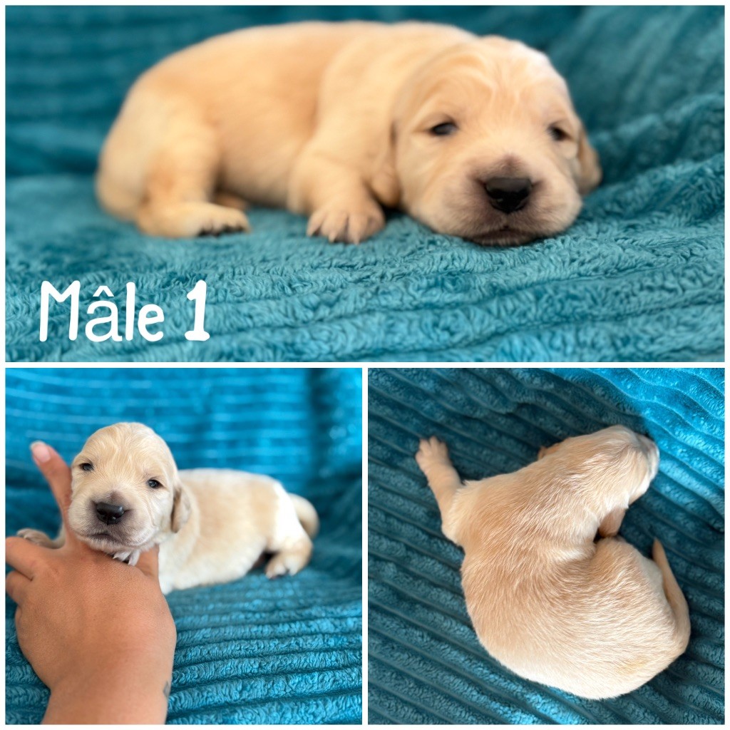 Des Terres De L'Avesnois - Chiots disponibles - Golden Retriever