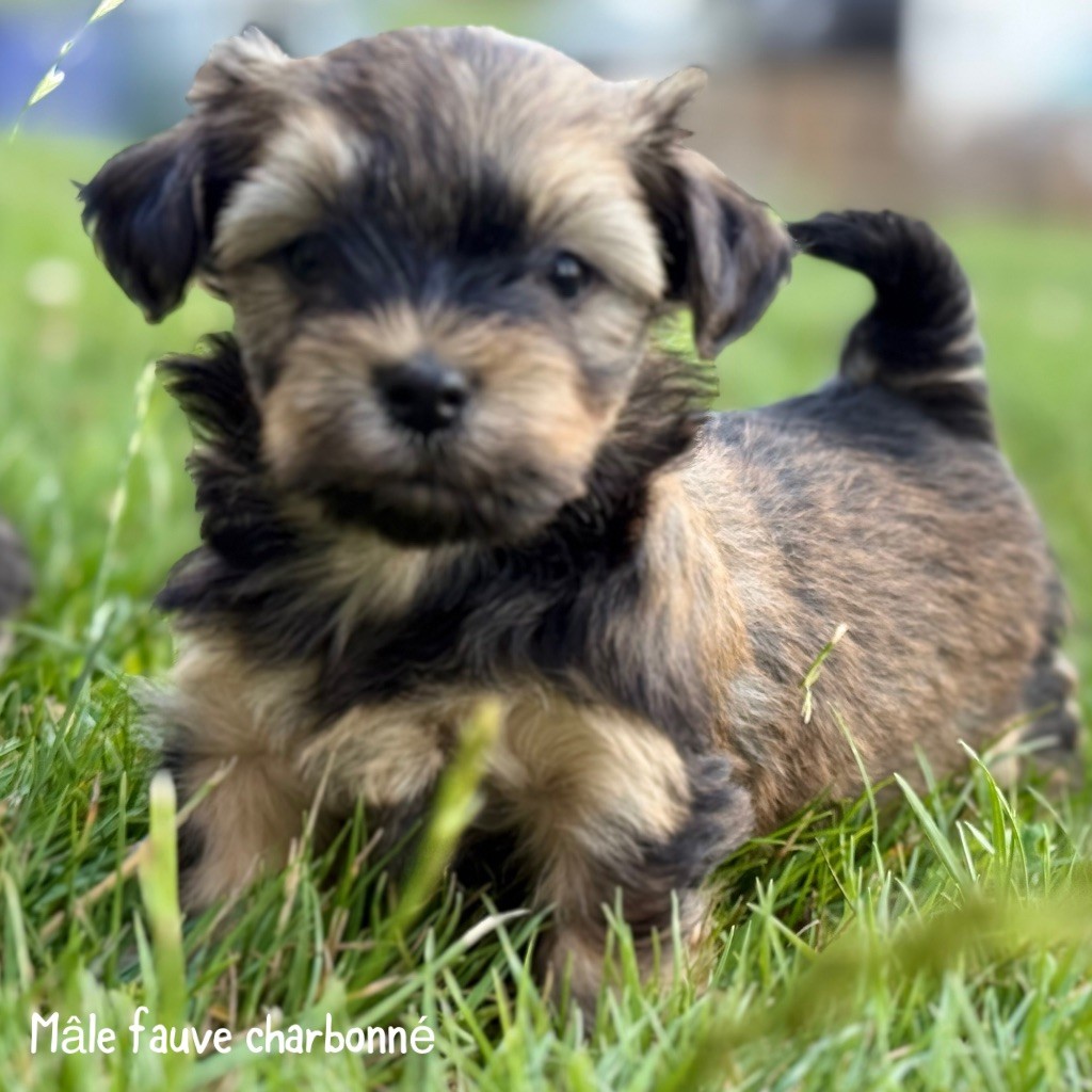Des Terres De L'Avesnois - Chiots disponibles - Bichon Havanais