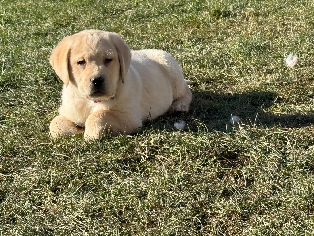 Des Terres De L'Avesnois - Chiots disponibles - Labrador Retriever