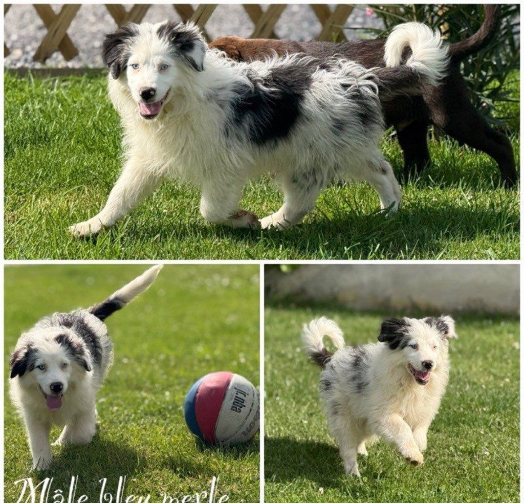 Des Terres De L'Avesnois - Chiots disponibles - Berger Américain Miniature 