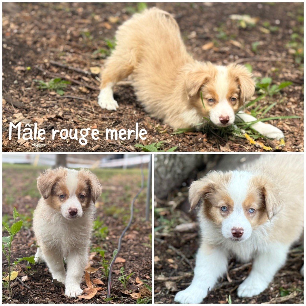 Des Terres De L'Avesnois - Chiots disponibles - Berger Américain Miniature 