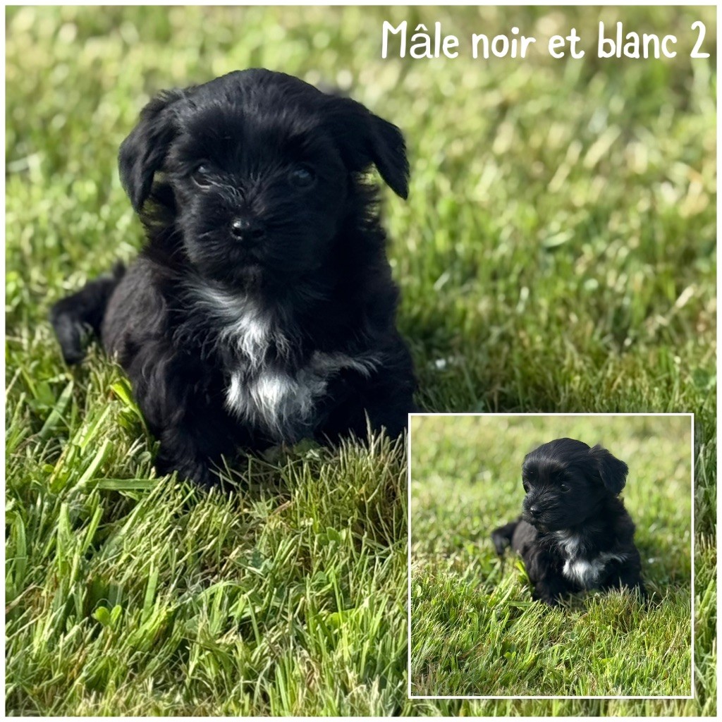 Des Terres De L'Avesnois - Chiots disponibles - Bichon Havanais