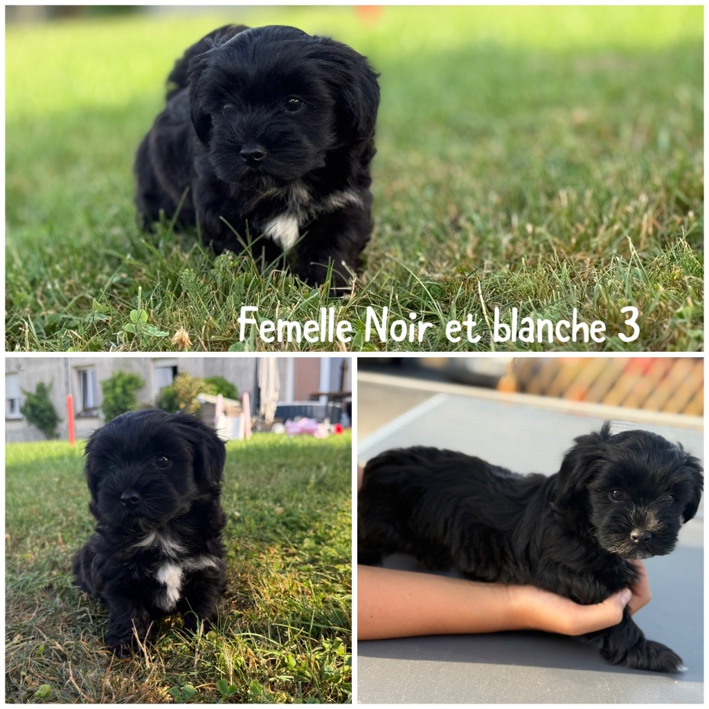Des Terres De L'Avesnois - Chiots disponibles - Bichon Havanais