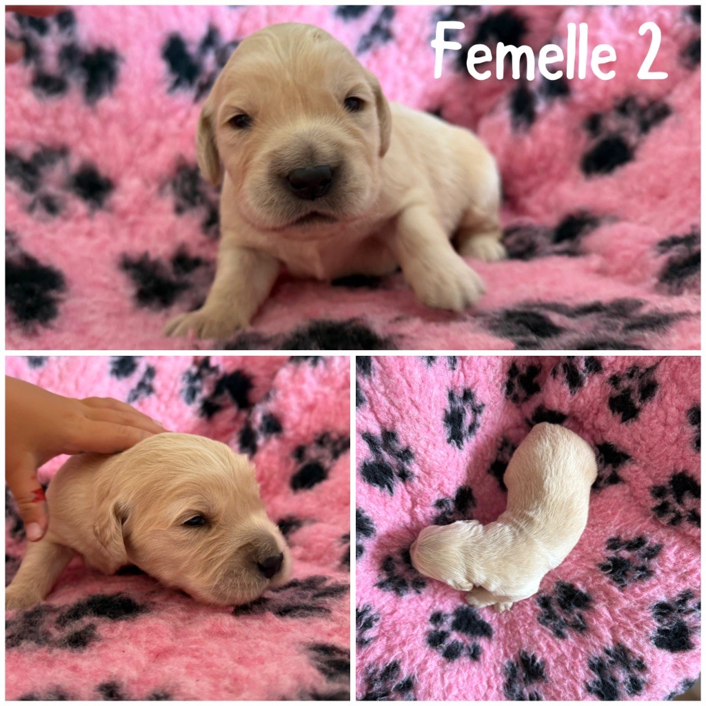Des Terres De L'Avesnois - Chiots disponibles - Golden Retriever