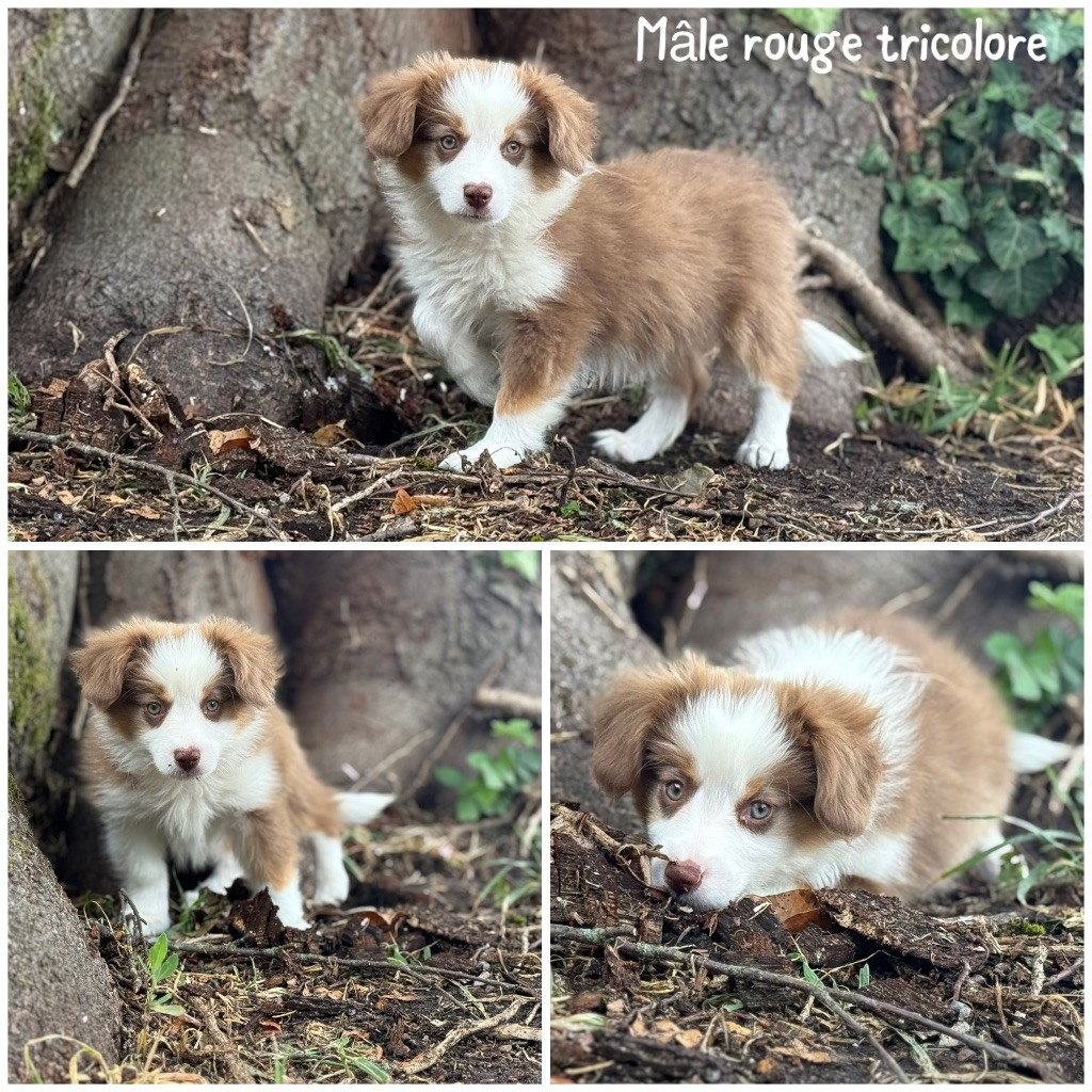 Des Terres De L'Avesnois - Chiots disponibles - Berger Américain Miniature 